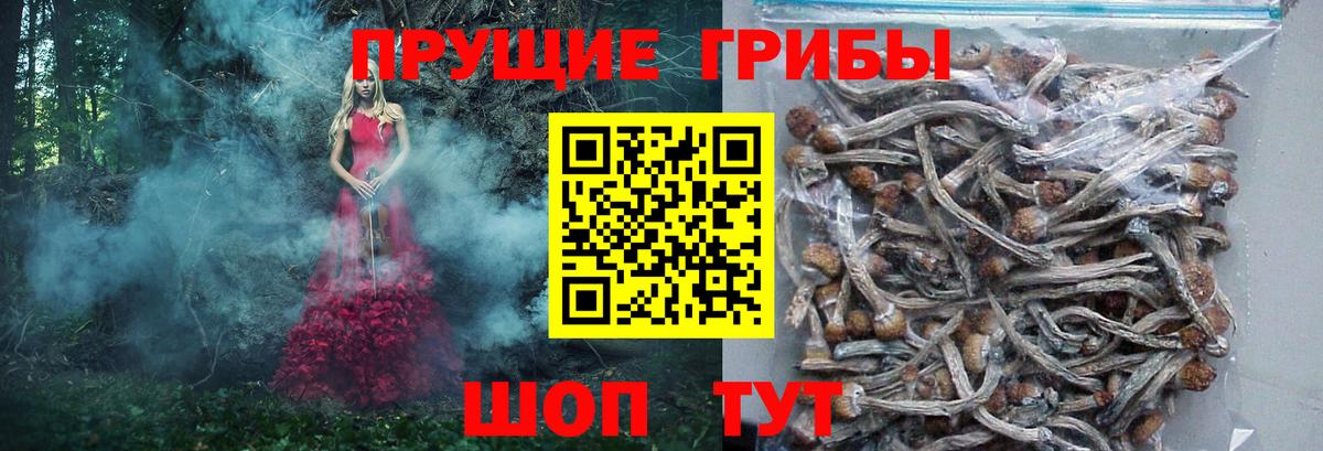 Советск  Псилоцибиновые грибы прущие грибы  Псилоцибиновые грибы прущие грибы  Вход с VPN 